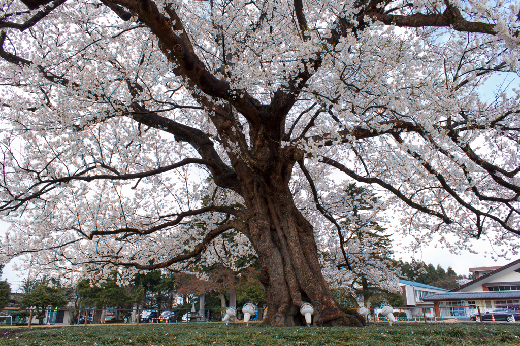 桜の木の下で