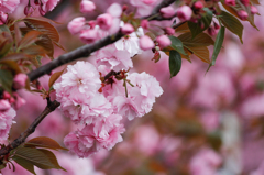 八重の桜