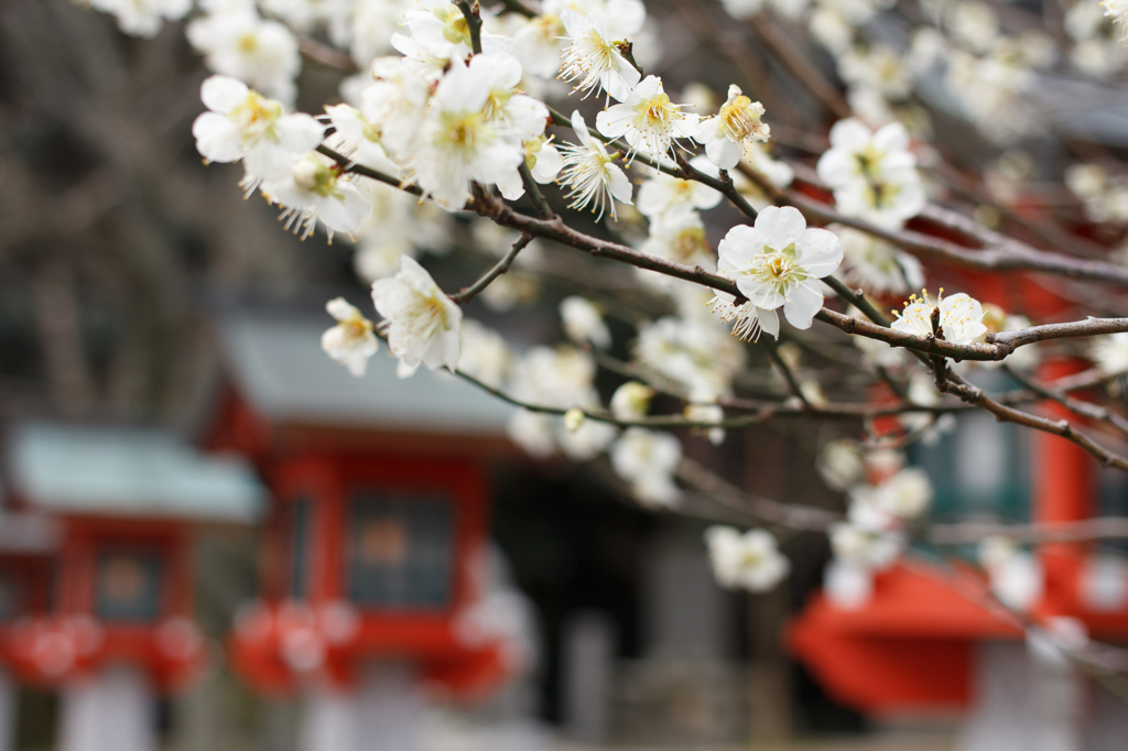 常宮神社の白梅