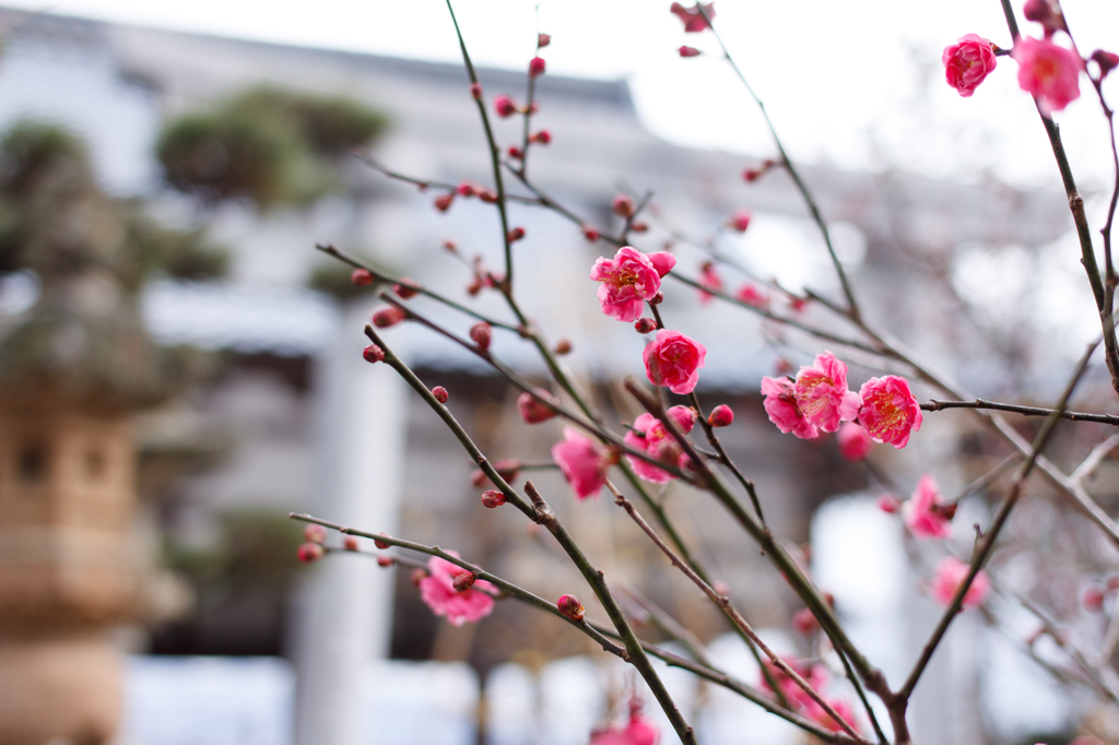 紅梅