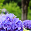 紫陽花と可愛いバッタ