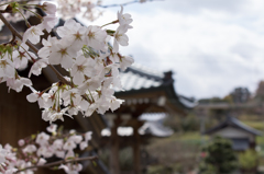 瑞林寺のサクラ