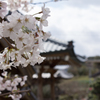 瑞林寺のサクラ