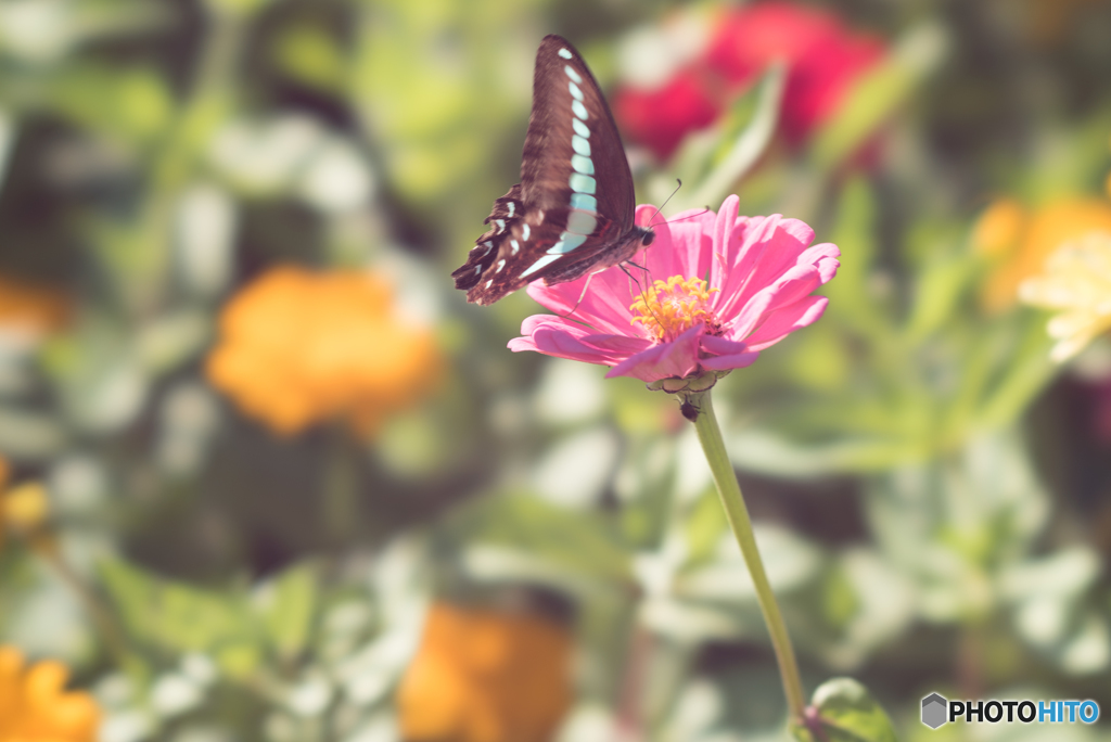 蜜を求めて