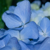 紫陽花