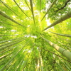 竹林