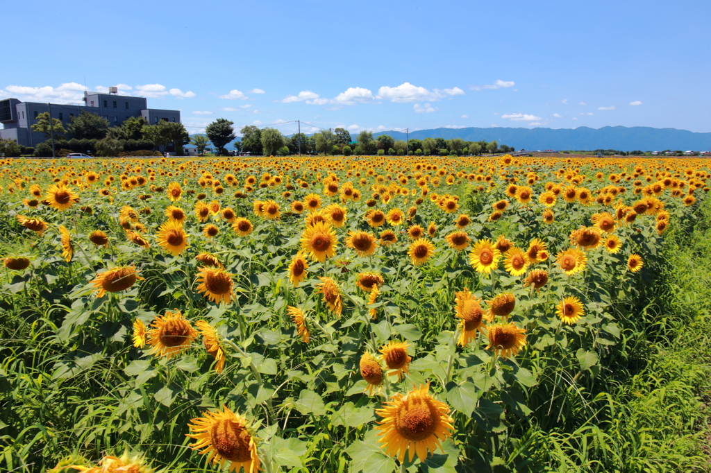 夏の青と緑の境界線
