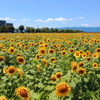 夏の青と緑の境界線