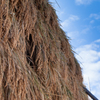 天高く　稲架掛けと秋の空
