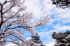 雪の花