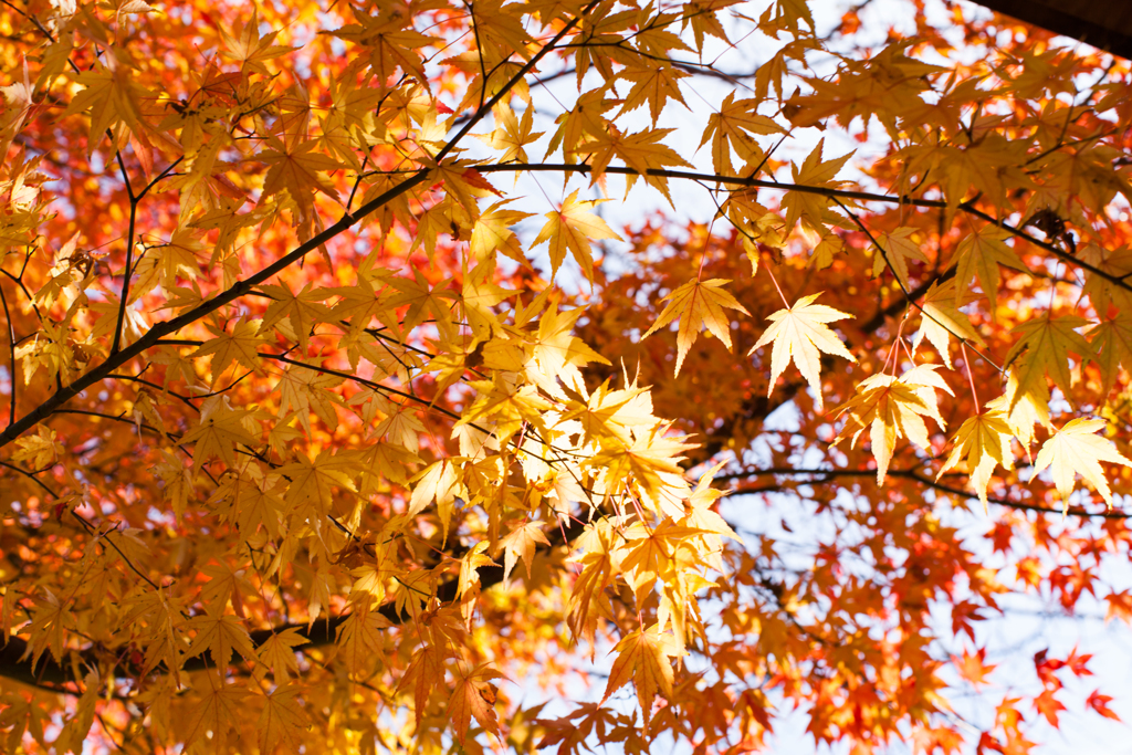 光に透ける紅葉