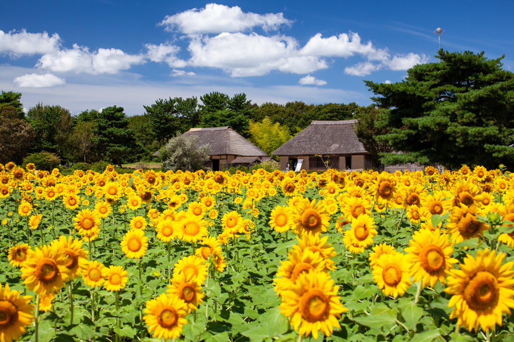 夏休み