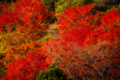 野迫川 紅葉