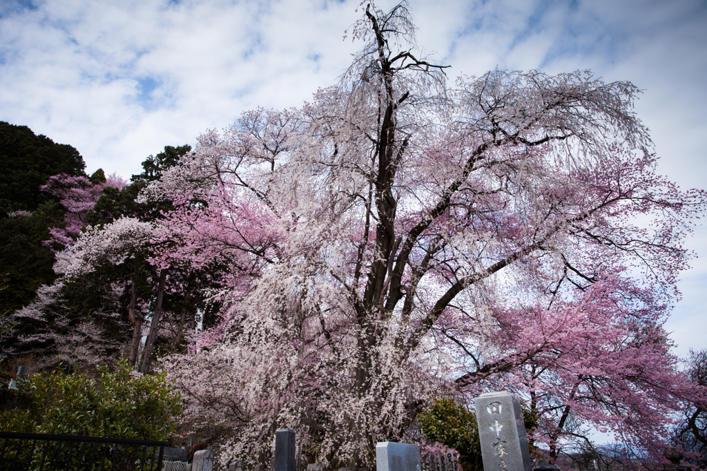 飯沼石段桜2