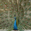 peacock world
