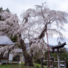 建代神社のしだれ桜