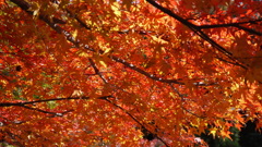 秋の陽と紅と黄