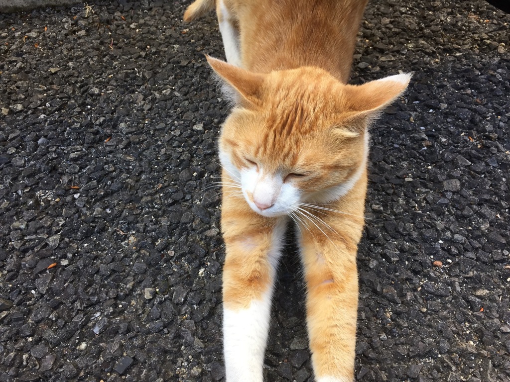 のび猫