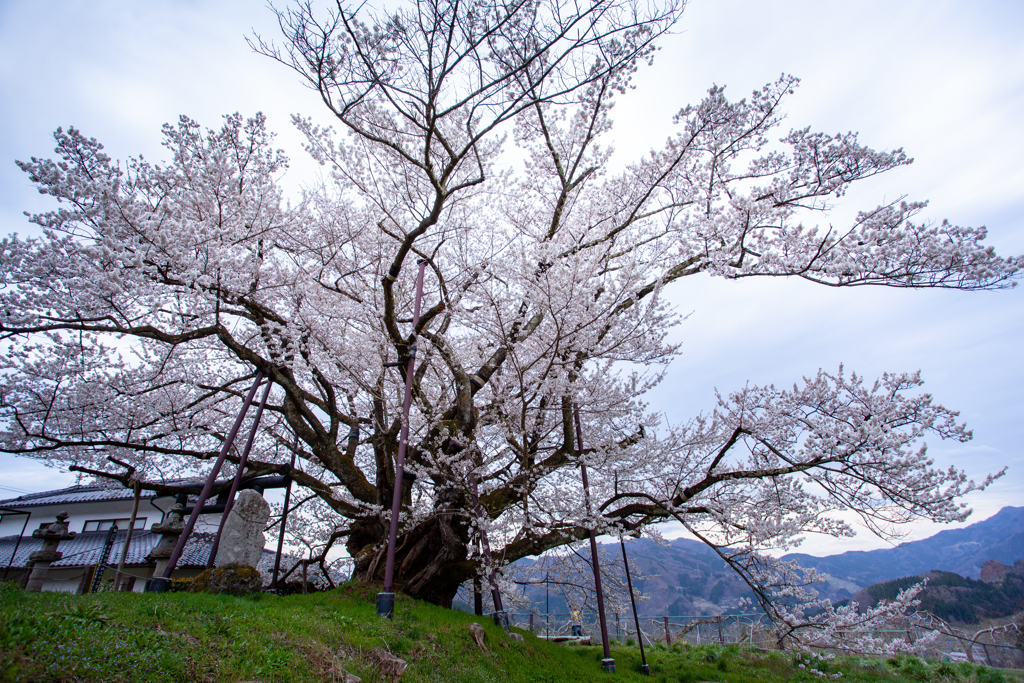 素桜神社 神代桜