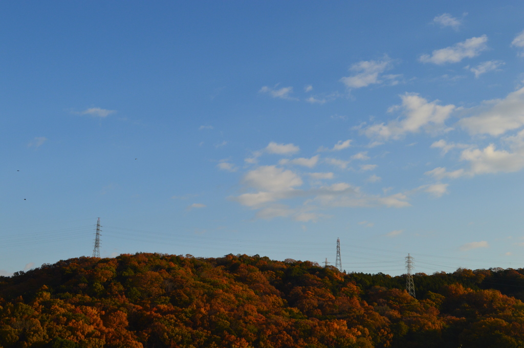 裏山の紅葉
