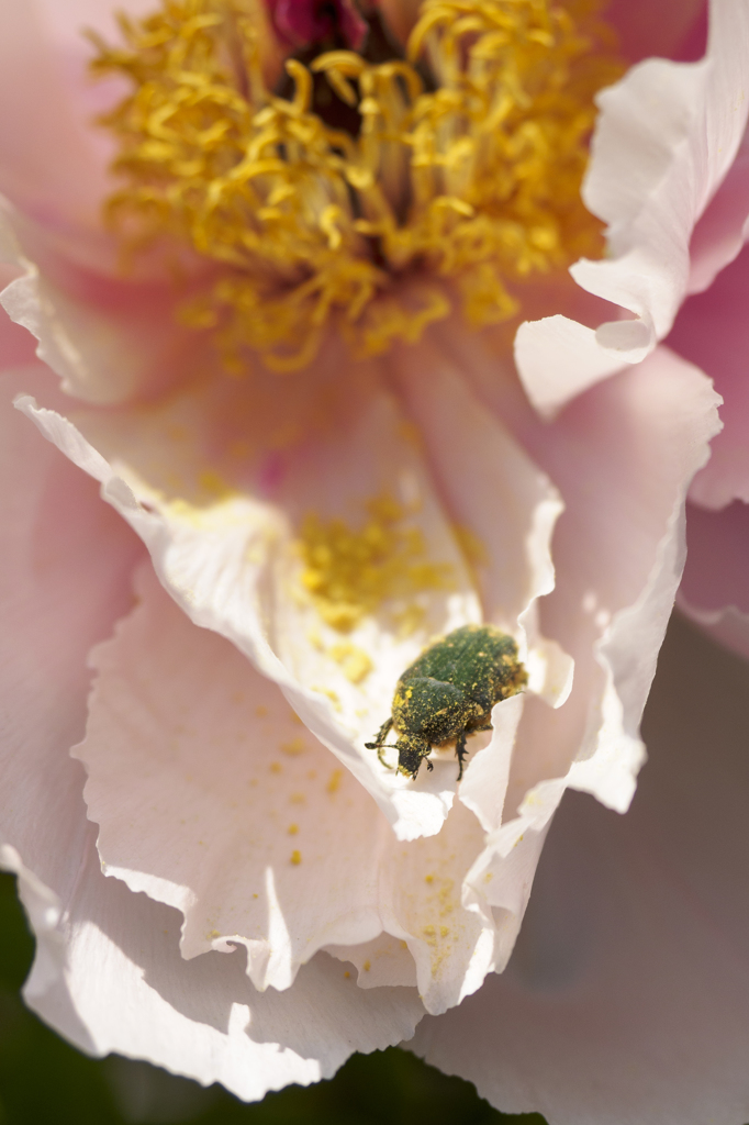 花粉泥棒