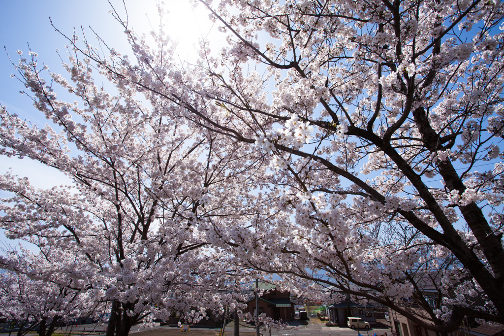光の中に桜咲く
