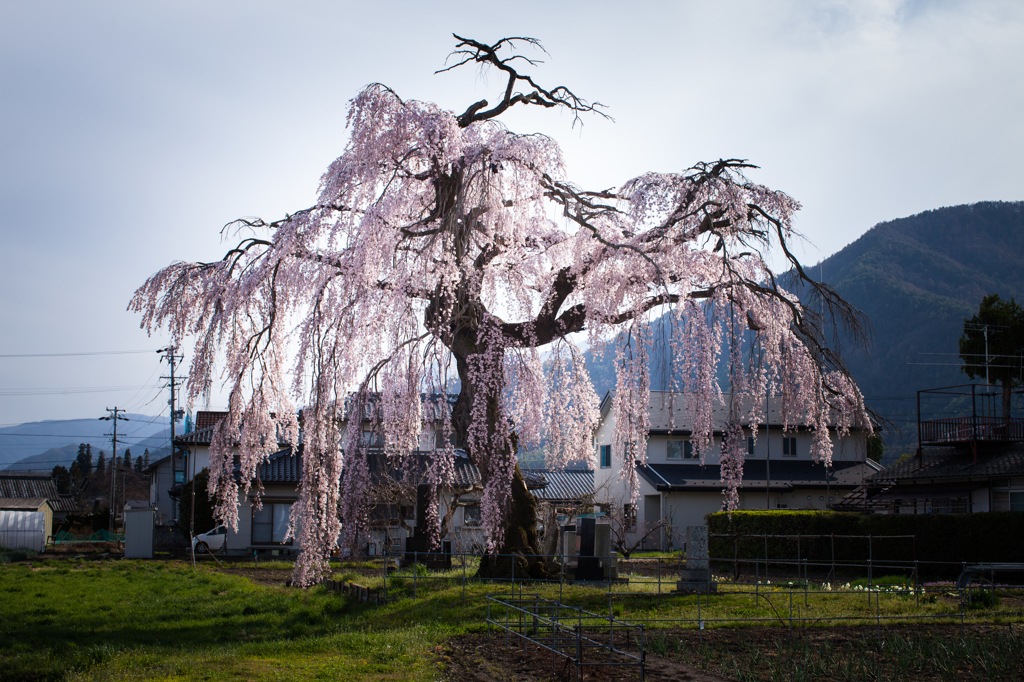 安曇野 堀金三田の枝垂れ桜