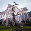 安曇野 堀金三田の枝垂れ桜