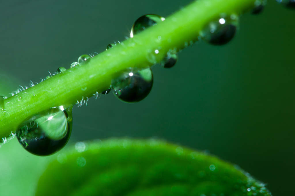 雨粒