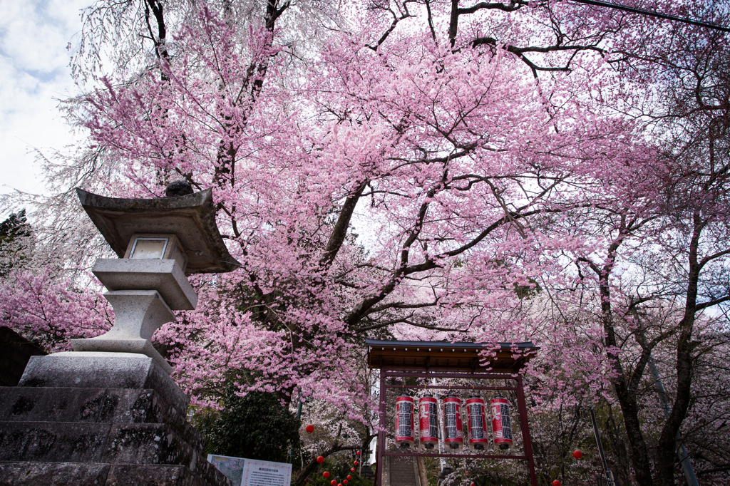 飯沼石段桜