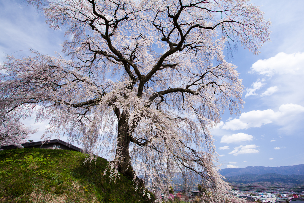 麻績の里石塚桜