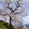 麻績の里石塚桜