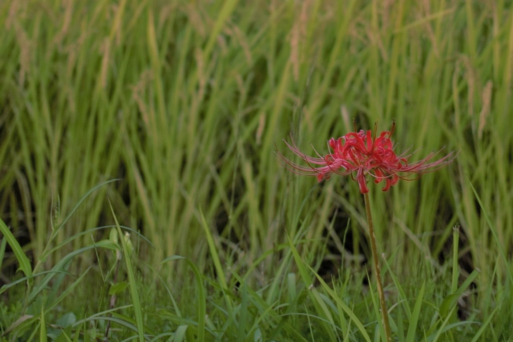 紅一点