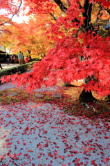 紅の存在感