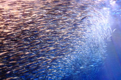 海の万華鏡