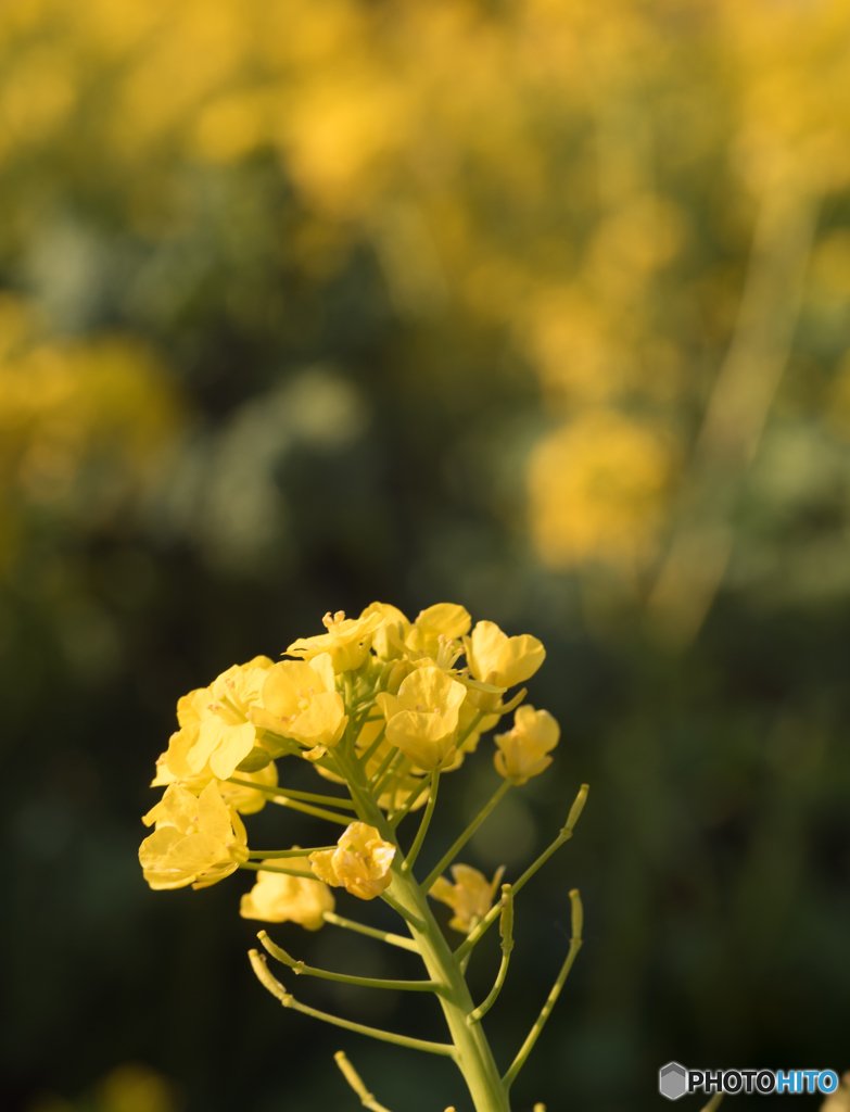 菜の花
