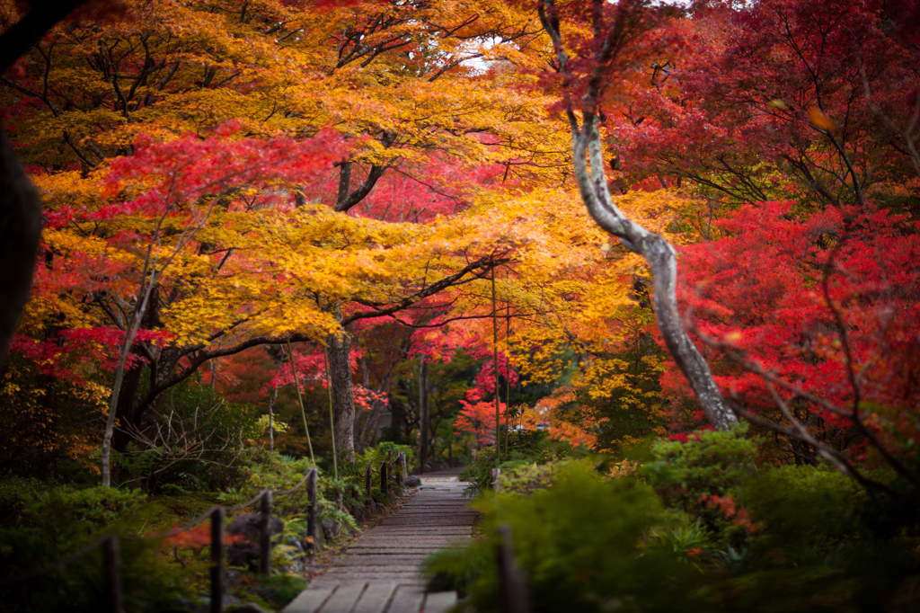 紅葉のトンネル