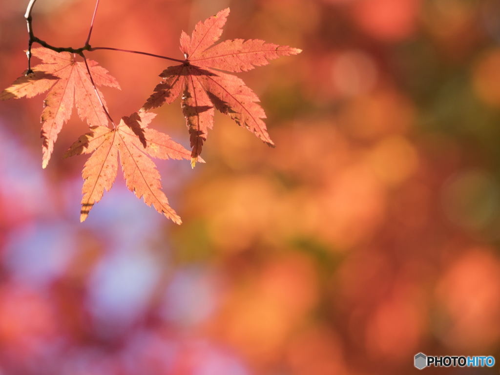 Colorful leaves
