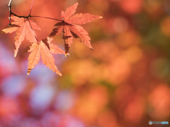 Colorful leaves