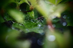 雨上がり　蜘蛛の巣