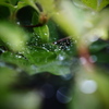 雨上がり　蜘蛛の巣