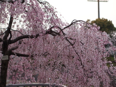 しだれ桜