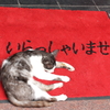 いらっしゃいませ