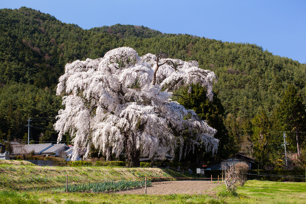 安曇野三郷 北小倉の枝垂れ桜2017