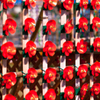 風の花