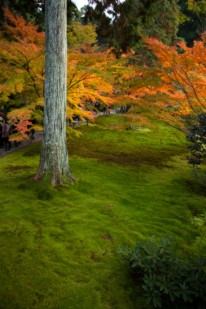 苔庭の紅葉