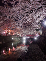 夜桜との光芒