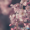 桜色