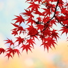 紅楓ひとえだ
