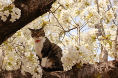 桜猫